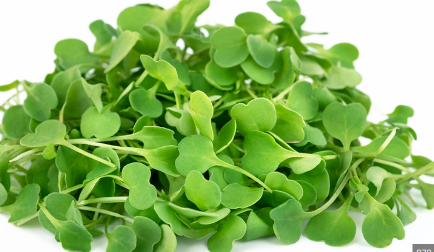 Arugula microgreens