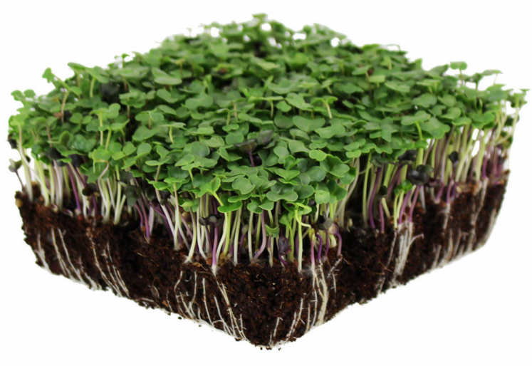 Basic Salad Mix microgreens