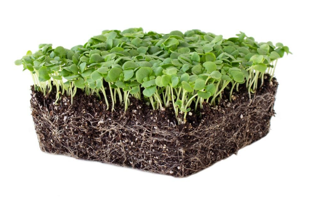 Basil microgreens