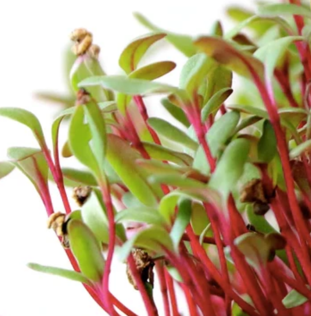 Red Beet microgreens