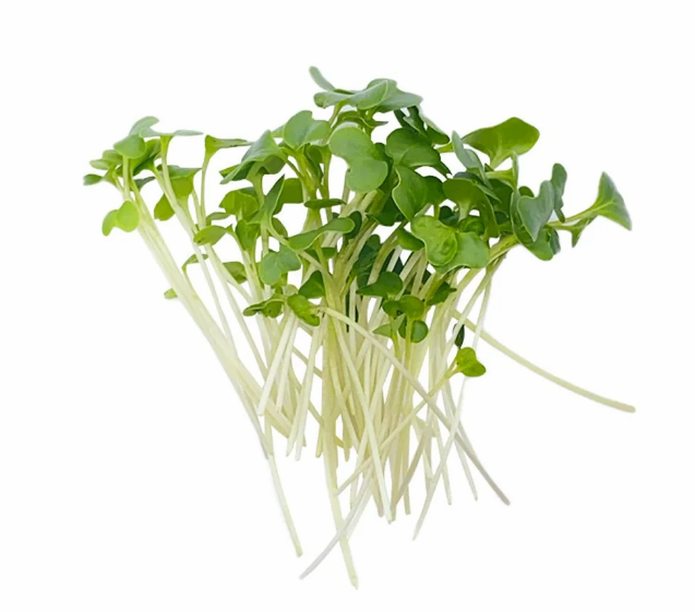 Broccoli microgreens