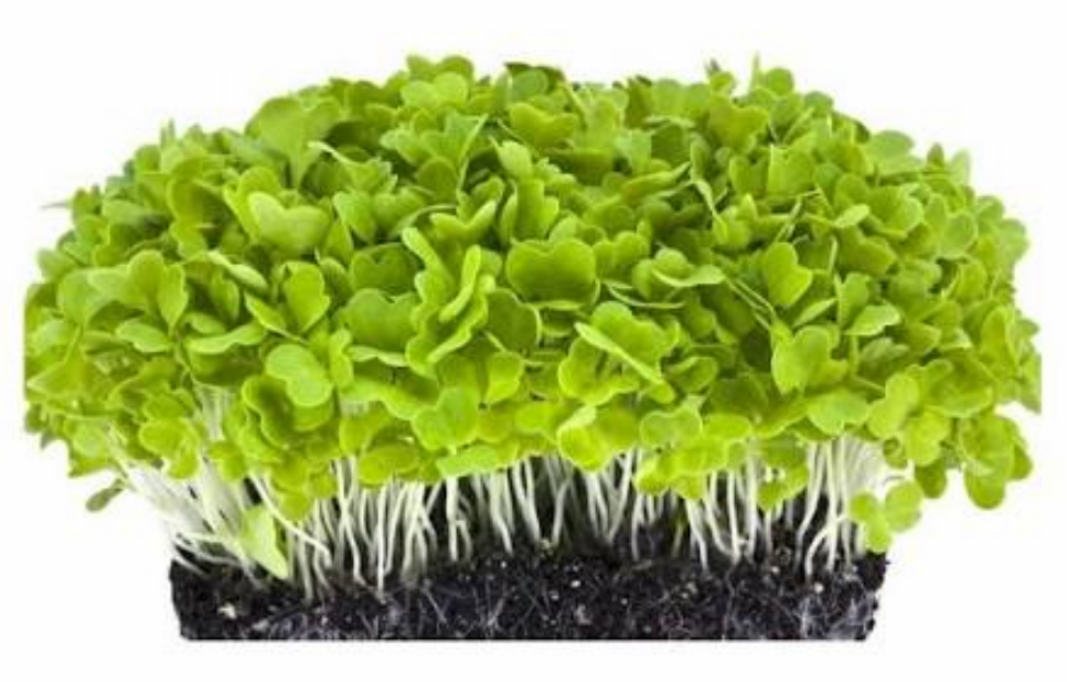 Green Cabbage microgreens