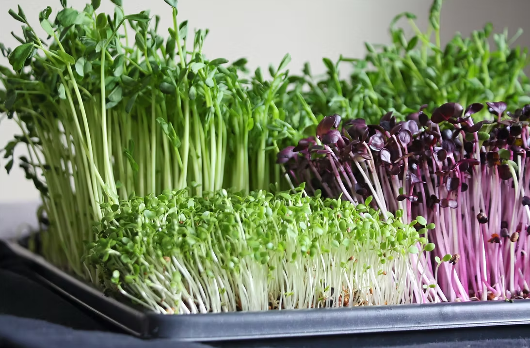 Jungle Sampler Pack — variety of microgreen seeds