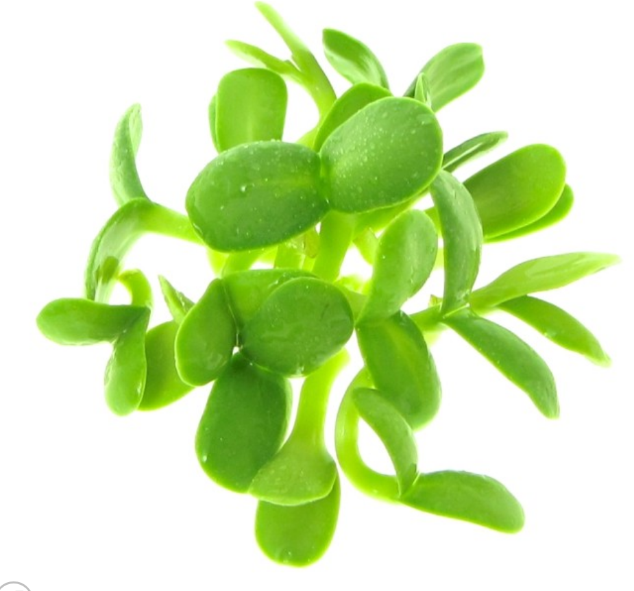 Black Oil Sunflower microgreens