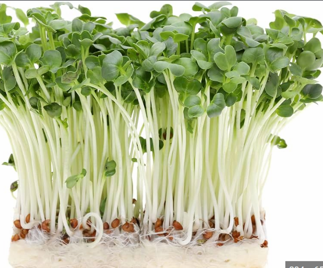 White Stem Radish microgreens